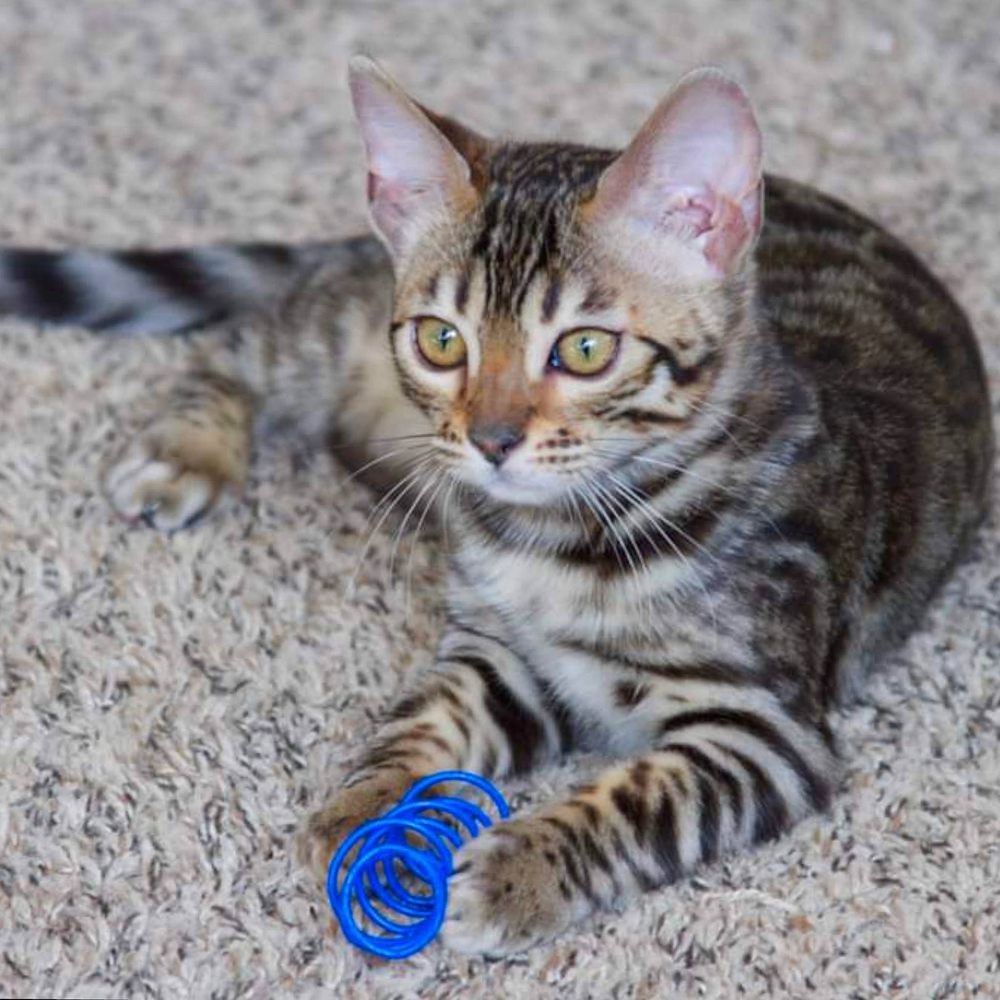 Reggie is registered to the contest to win money with this photo: carnivore, cat, claw, domestic_short_haired_cat, felidae, foot, fur, paw, sitting, small_to_medium_sized_cats, tail, terrestrial_animal, whiskers, wildlife