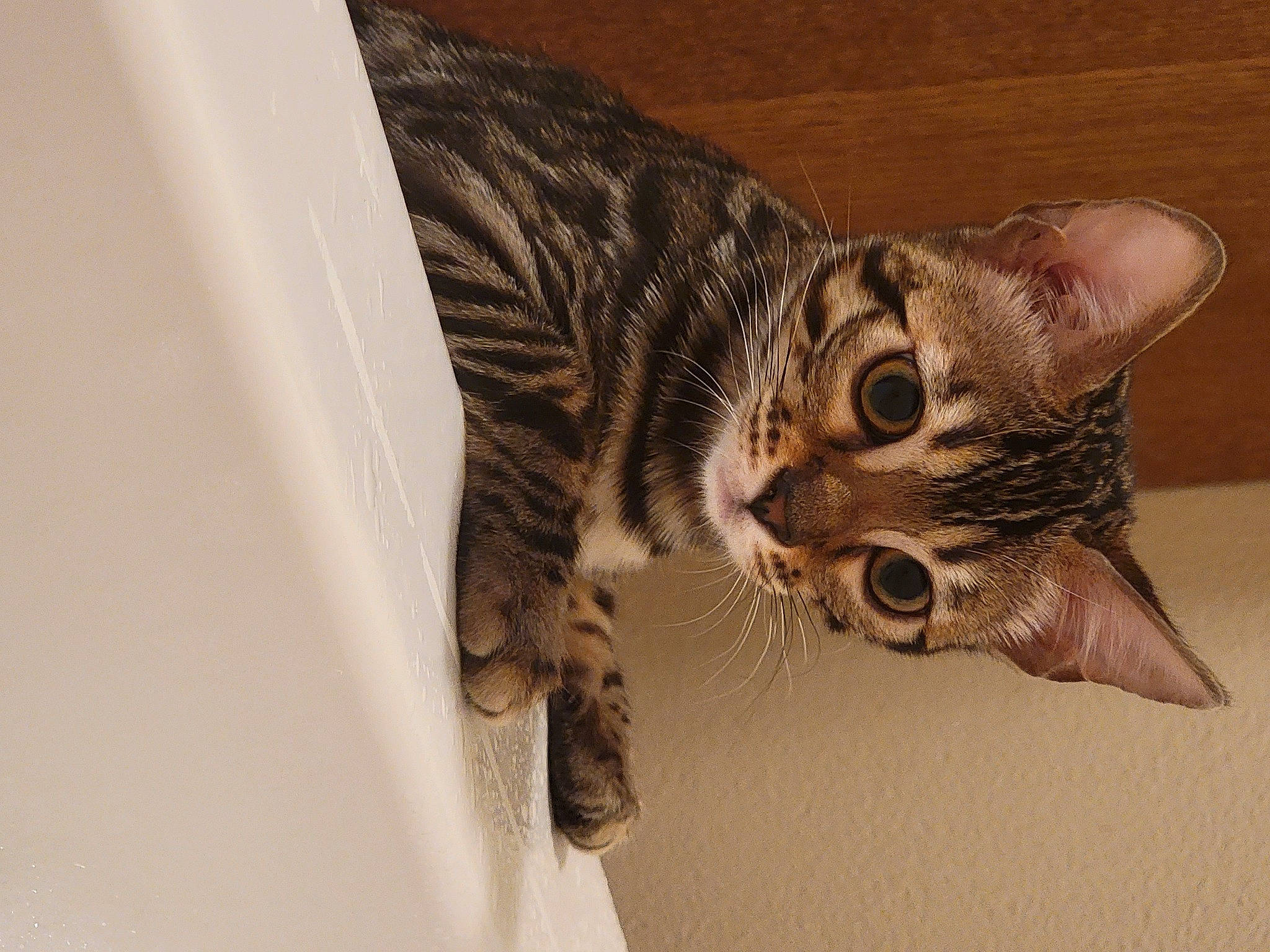 Reggie is registered to the contest to win money with this photo: carnivore, cat, domestic_short_haired_cat, ear, fawn, felidae, fur, paw, small_to_medium_sized_cats, snout, tail, terrestrial_animal, whiskers