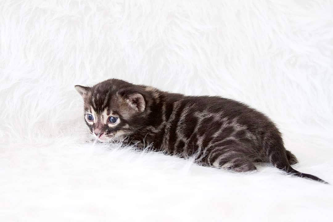 Elle is registered to the contest to win money with this photo: carnivore, cat, claw, domestic_short_haired_cat, felidae, fur, paw, small_to_medium_sized_cats, snout, snow, tail, terrestrial_animal, whiskers, wildlife, winter