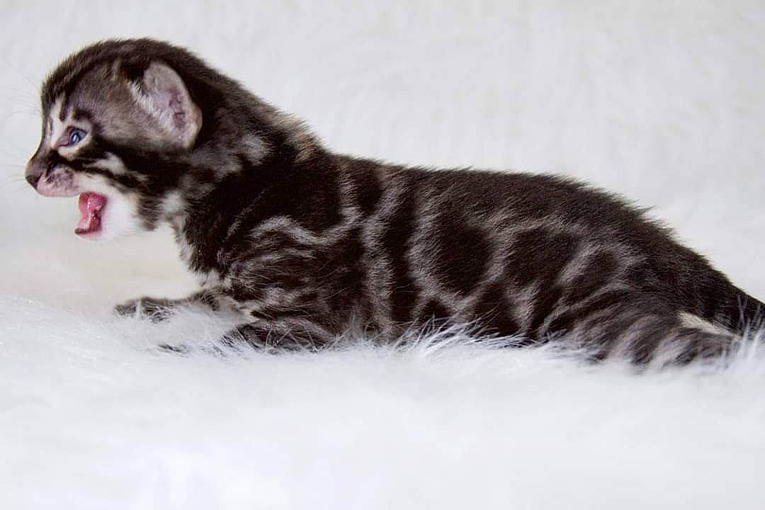 Elle joined the competition — help win amazing prizes! carnivore, cat, claw, domestic_short_haired_cat, felidae, fur, paw, small_to_medium_sized_cats, snow, tail, terrestrial_animal, whiskers