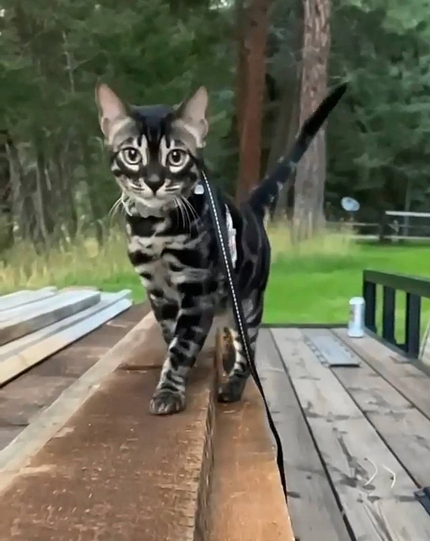 Elle joined the competition — help win amazing prizes! automotive_tire, carnivore, cat, domestic_short_haired_cat, felidae, fur, grass, handrail, hardwood, metal, paw, plant, small_to_medium_sized_cats, snout, tail, terrestrial_animal, tree, whiskers, wildlife, wood