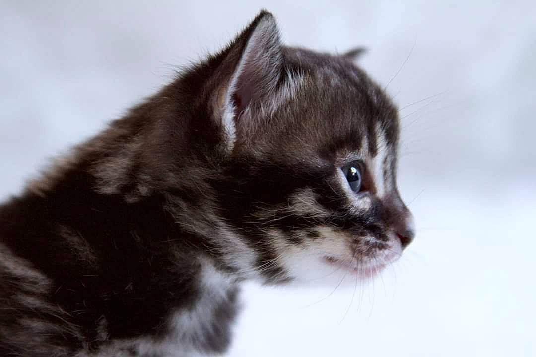 Elle joined the competition — help win amazing prizes! carnivore, cat, domestic_short_haired_cat, felidae, fur, monochrome_photography, small_to_medium_sized_cats, snout, snow, tail, terrestrial_animal, whiskers, wildlife, window