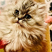 Olaf is registered to the contest to win money with this photo: adorable, animal, cat, closeup, cozy, curious, cute, domestic, eyes, feline, fluffy, fur, indoor, kitten, mammal, pet, portrait, soft, whiskers, young
