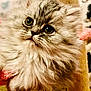 adorable, animal, cat, closeup, cozy, curious, cute, domestic, eyes, feline, fluffy, fur, indoor, kitten, mammal, pet, portrait, soft, whiskers, young