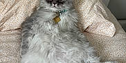 Olaf is registered to the contest to win money with this photo: animal, bed, bedspread, cat, collar, cute, ears, feline, floral_pattern, fluffy, fur, gray, indoor, lying_down, pet, relaxed, tag, tail, whiskers, white