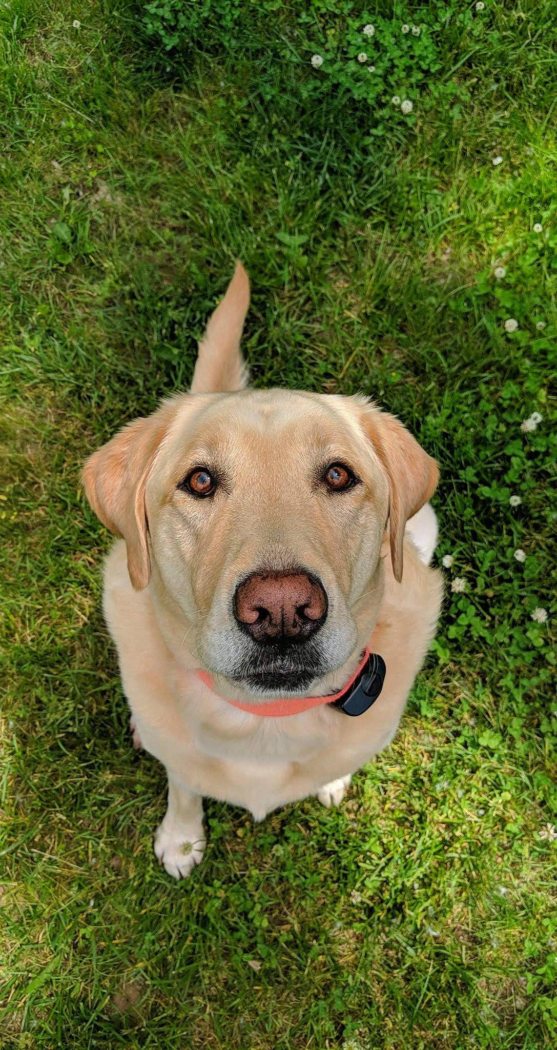 Jager joined the competition — help win amazing prizes! canidae, carnivore, collar, companion_dog, dog, dog_breed, dog_collar, fur, grass, hat, hunting_dog, liver, plant, puppy, soil, sporting_group, symbol, terrestrial_animal, whiskers, working_animal