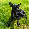 Reglisse a rejoint le concours — aidez-le/la à gagner de superbes lots ! dog, black_dog, small_dog, lawn, grass, outdoor, sunlight, collar, dog_tag, lying_down, pointed_ears, short_hair, pet, backyard, green_grass, animal_portrait, relaxed, sunny, garden, photography