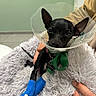 dog, puppy, black_dog, chihuahua, cone_collar, veterinary_care, injured_leg, bandage, blue_bandage, green_harness, pet, animal, portrait, indoors, blanket, fluffy, sitting, close_up, hands, recovery