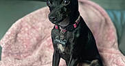 Reglisse a rejoint le concours — aidez-le/la à gagner de superbes lots ! dog, black_dog, small_dog, sitting, pet, canine, pointed_ears, large_ears, collar, tag, pink_blanket, indoors, home, portrait, front_facing, shiny_coat, short_hair, alert, cute, animal_photography