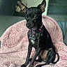 dog, black_dog, small_dog, sitting, pet, canine, pointed_ears, large_ears, collar, tag, pink_blanket, indoors, home, portrait, front_facing, shiny_coat, short_hair, alert, cute, animal_photography