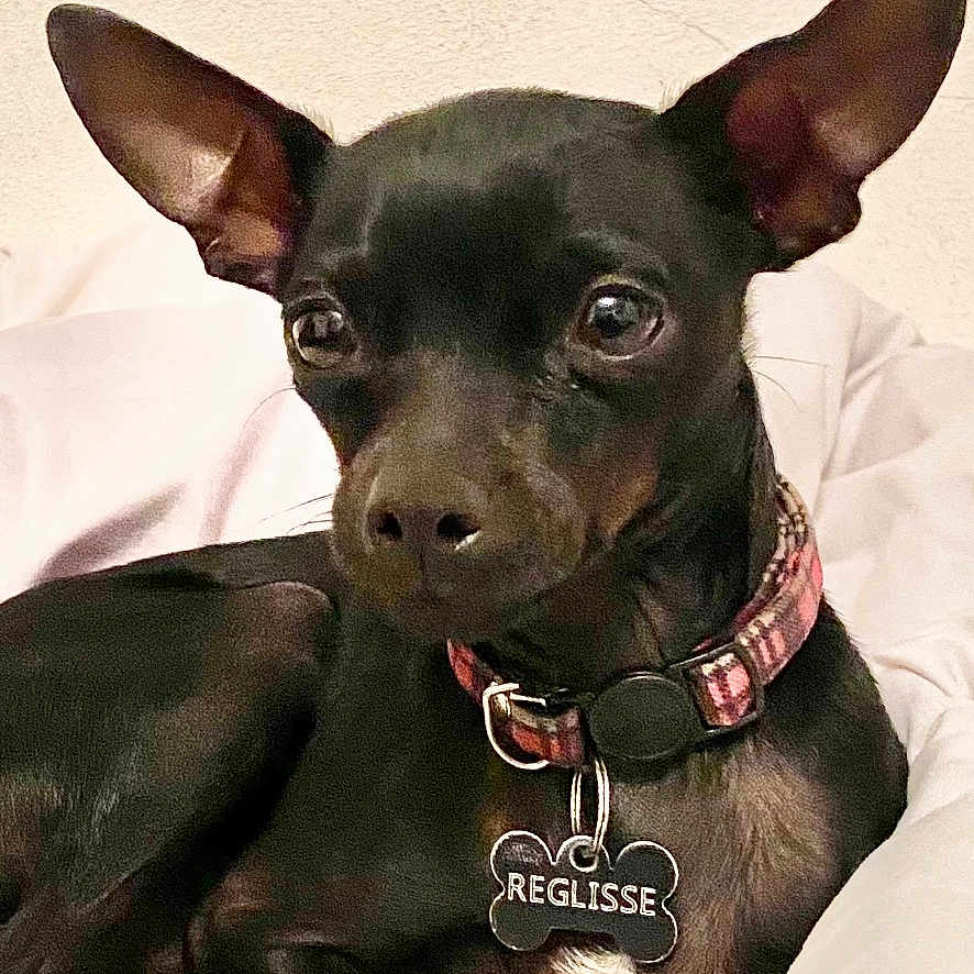 Reglisse a rejoint le concours — aidez-le/la à gagner de superbes lots ! accessories, animal, bed, bedroom, bostonbull, bulldog, canine, chihuahua, collar, cushion, dog, frenchbulldog, furniture, homedecor, hound, indoors, pet, puppy, room, snout