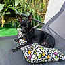 Reglisse a rejoint le concours — aidez-le/la à gagner de superbes lots ! dog, black_dog, pet, canine, small_dog, pointed_ears, collar, sitting, lying_down, relaxed, outdoor, garden, plants, patio, chair, cushion, colorful_pattern, portrait, animal, companion