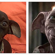 Reglisse participe au concours pour gagner de l'argent avec cette photo : puppy, dog, dobby, fantasy_character, side_by_side, comparison, portrait, close_up, wide_eyes, floppy_ears, dark_fur, brown_dog, wrinkled_face, large_eyes, orange_blanket, indoor, photograph, movie_character, funny, meme