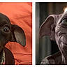 puppy, dog, dobby, fantasy_character, side_by_side, comparison, portrait, close_up, wide_eyes, floppy_ears, dark_fur, brown_dog, wrinkled_face, large_eyes, orange_blanket, indoor, photograph, movie_character, funny, meme