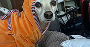 Sherlock joined the competition — help win amazing prizes! dog, pet, orange_robe, hood, blanket, indoor, furniture, vase, flowers, curious, canine, cozy, living_room, wooden_door, pillow, soft_texture, home, animal, small_dog, domestic