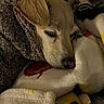 Sherlock is registered to the contest to win money with this photo: dog, sleeping, blanket, cozy, fur, snug, resting, pet, indoor, closeup, animal, comfort, warm, soft, pattern, texture, head, ears, peaceful, nap