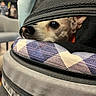 Sherlock is registered to the contest to win money with this photo: dog, pet, carrier, zipper, cushion, fabric, indoor, closeup, animal, face, nose, eye, cozy, furry, domestic, curious, blurred_background, soft_light, portable, resting