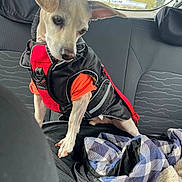 Sherlock is registered to the contest to win money with this photo: dog, pet, car_interior, jacket, orange_shirt, seat, blanket, window, sticker, curious, small_dog, canine, travel, leash, fur, ears, eyes, snout, animal, indoors