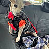 animal, blanket, canine, car_interior, curious, dog, ears, eyes, fur, indoors, jacket, leash, orange_shirt, pet, seat, small_dog, snout, sticker, travel, window