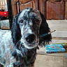 black_and_white, brown_eyes, close_up, colorful_book, dog, funny, home, indoors, long_ears, pencil, pet, photography, portrait, seated, serious_expression, shaggy_fur, snout, tiled_floor, whiskers, wooden_cabinet