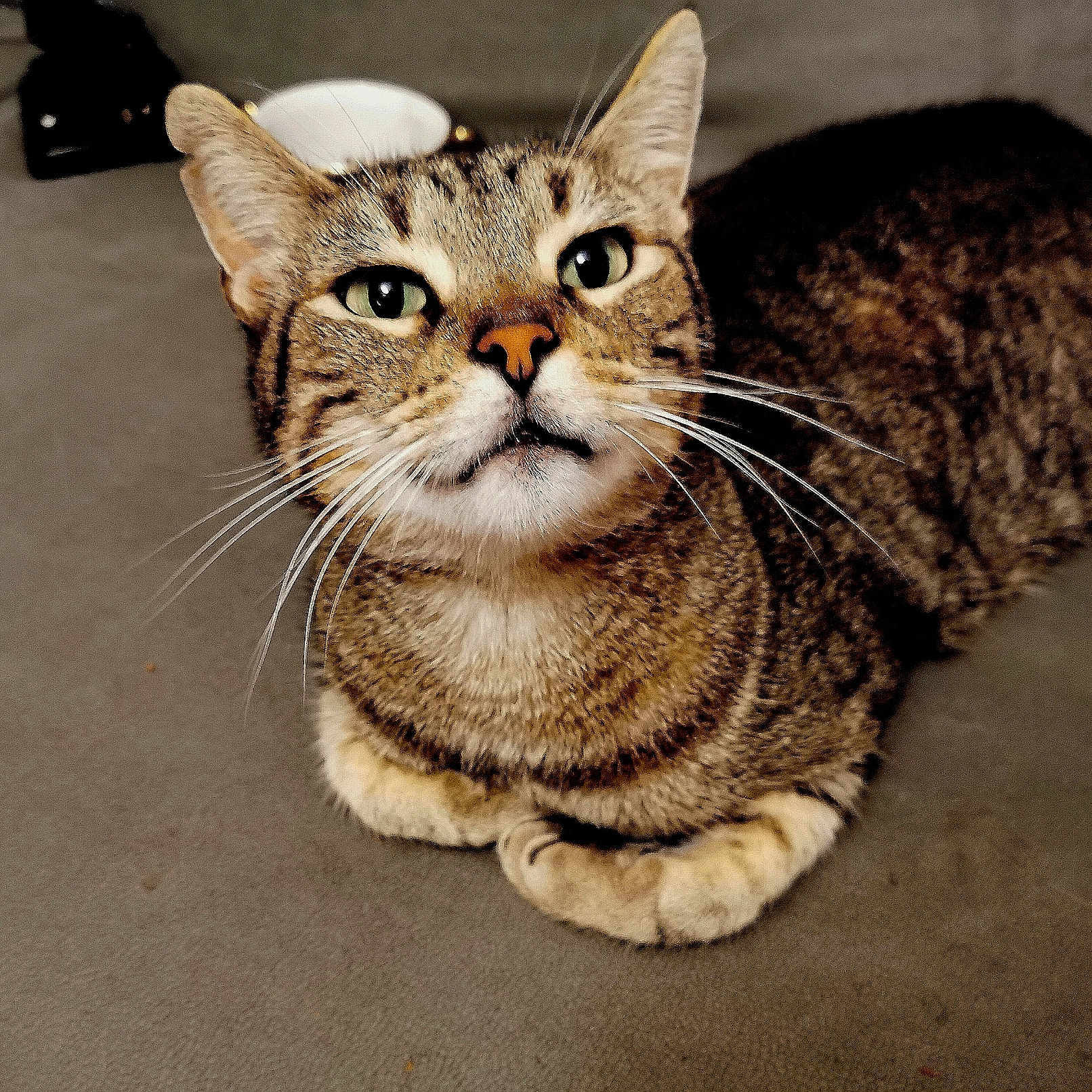 Popeye a rejoint le concours — aidez-le/la à gagner de superbes lots ! animal, cat, closeup, curious, cute, domestic, ears, feline, fur, indoor, looking_up, mammal, nose, paws, pet, resting, soft_surface, striped, tabby, whiskers