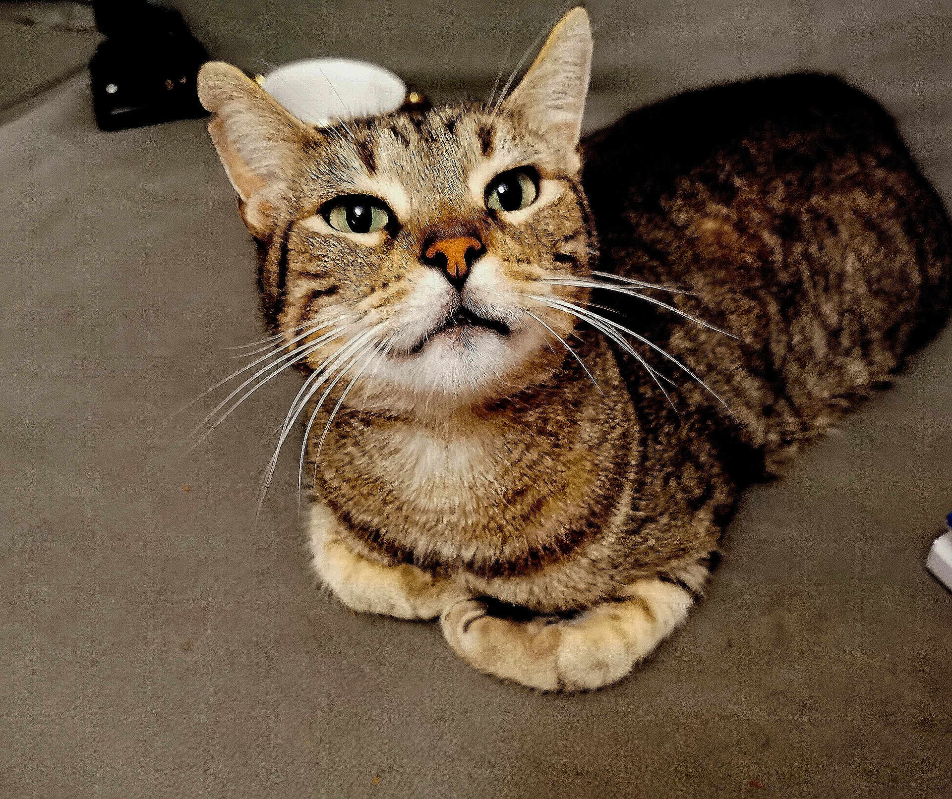 Popeye a rejoint le concours — aidez-le/la à gagner de superbes lots ! cat, tabby, whiskers, fur, paws, pet, animal, closeup, indoor, curious, feline, striped, cute, domestic, mammal, resting, looking_up, soft_surface, ears, nose