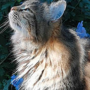 Plume participe au concours pour gagner de l'argent avec cette photo : cat, fluffy, feline, profile, whiskers, ears, outdoor, nature, greenery, flowers, blue_flowers, closeup, soft_light, portrait, animal, pet, fur, side_view, peaceful, majestic