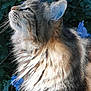 cat, fluffy, feline, profile, whiskers, ears, outdoor, nature, greenery, flowers, blue_flowers, closeup, soft_light, portrait, animal, pet, fur, side_view, peaceful, majestic