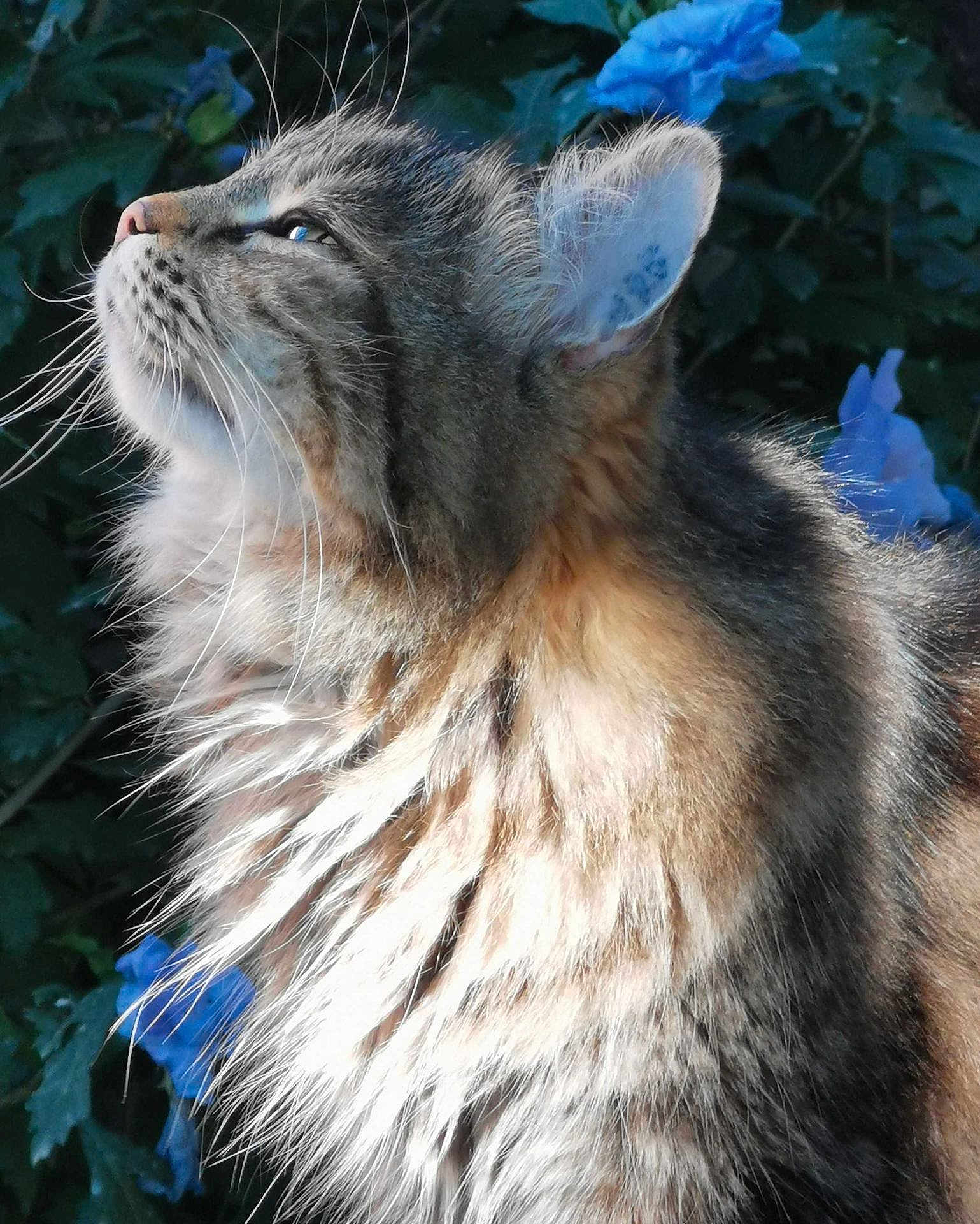Plume participe au concours pour gagner de l'argent avec cette photo : cat, fluffy, feline, profile, whiskers, ears, outdoor, nature, greenery, flowers, blue_flowers, closeup, soft_light, portrait, animal, pet, fur, side_view, peaceful, majestic