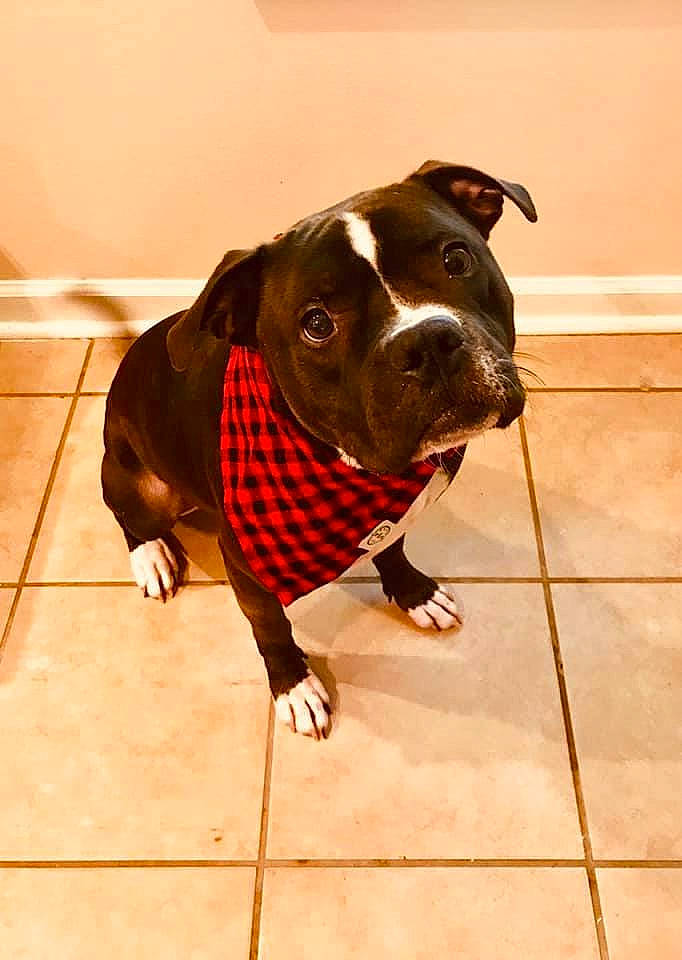 Cammie joined the competition — help win amazing prizes! american_bulldog, american_pit_bull_terrier, american_staffordshire_terrier, canidae, carnivore, collar, companion_dog, dog, dog_breed, dog_collar, fawn, floor, non_sporting_group, pit_bull, snout, sporting_group, staffordshire_bull_terrier, tail, tile, valley_bulldog