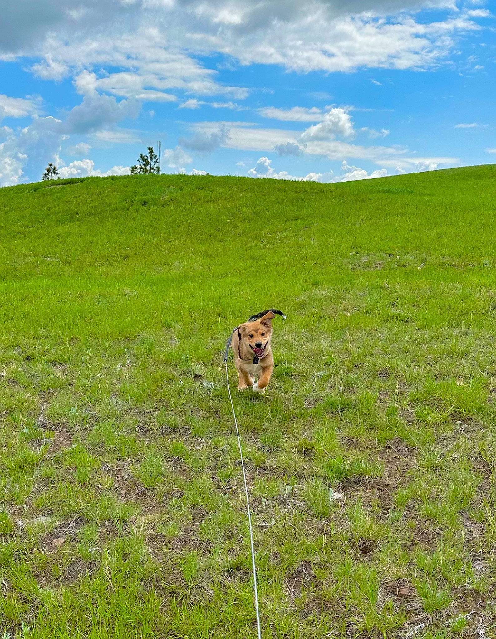 Bodhi joined the competition — help win amazing prizes! carnivore, cloud, dog, dog_breed, fawn, field, grass, grassland, hill, horizon, land_lot, landscape, meadow, natural_landscape, people_in_nature, plain, plant, prairie, sky, sporting_group