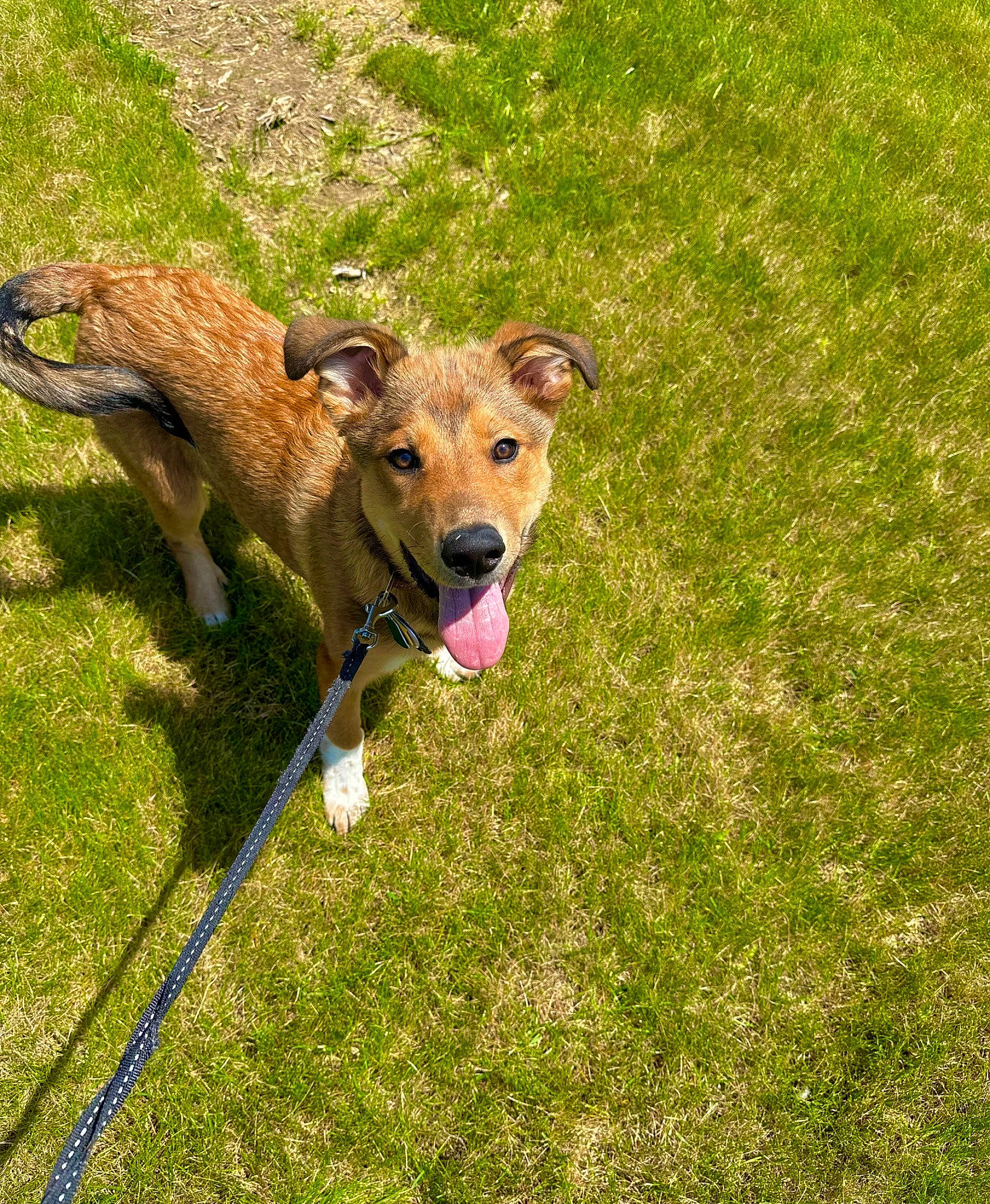 Bodhi joined the competition — help win amazing prizes! canidae, carnivore, collar, companion_dog, dog, dog_breed, dog_collar, dog_sports, dog_walking, fawn, grass, grassland, groundcover, leash, recreation, snout, sporting_group, tail, terrestrial_animal, working_animal