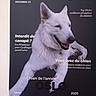 dog, white_dog, leaping, animal, pet, portrait, magazine_cover, text_overlay, dark_background, canine, fur, happy, playful, jumping, studio_shot, photography, smiling, dog_face, dog_paw, advertisement