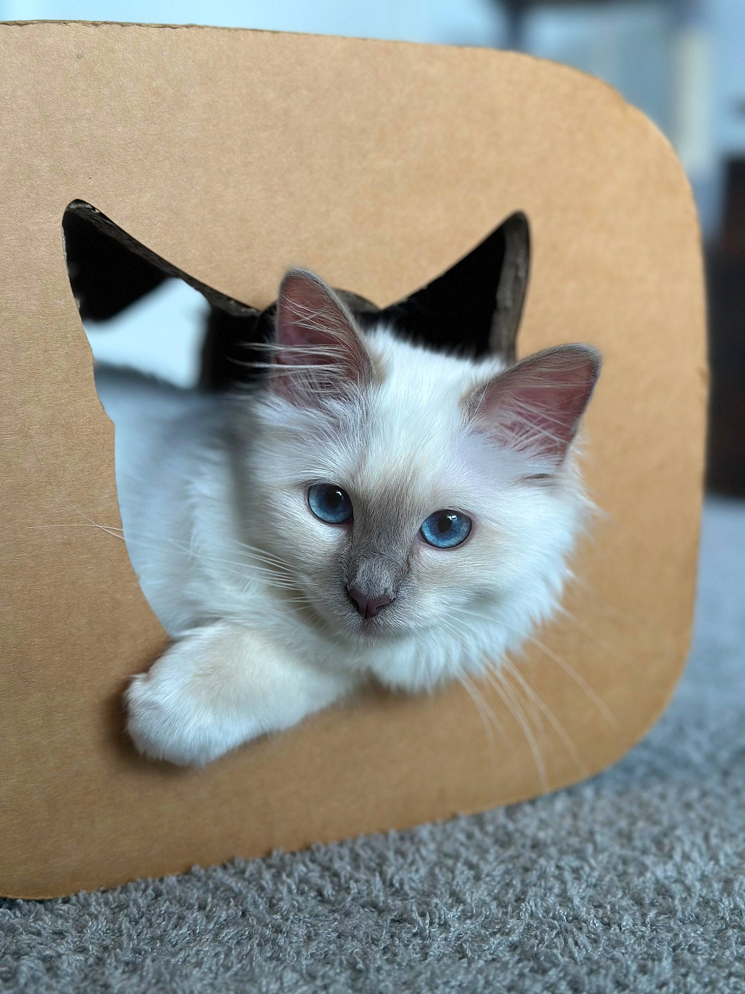 Umi participe au concours pour gagner de l'argent avec cette photo : balinese, box, carnivore, cat, cat_furniture, cat_supply, domestic_short_haired_cat, fawn, felidae, fur, packaging_and_labeling, paw, small_to_medium_sized_cats, snout, tail, thai, whiskers