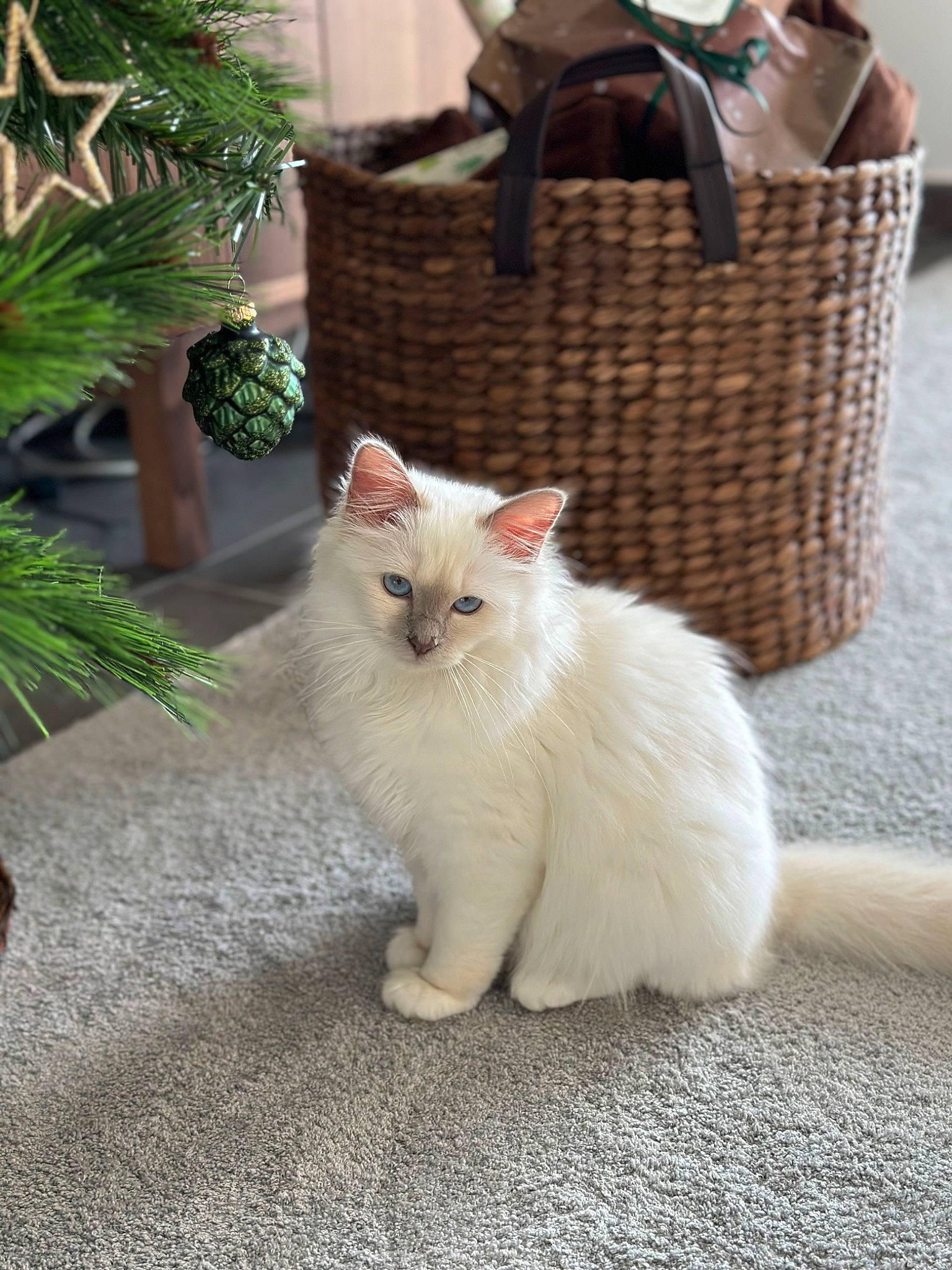 Umi a rejoint le concours — aidez-le/la à gagner de superbes lots ! bag, basket, carnivore, cat, domestic_short_haired_cat, fawn, felidae, flooring, fur, grass, luggage_and_bags, picnic_basket, plant, small_to_medium_sized_cats, snout, storage_basket, tail, whiskers, wicker, wood