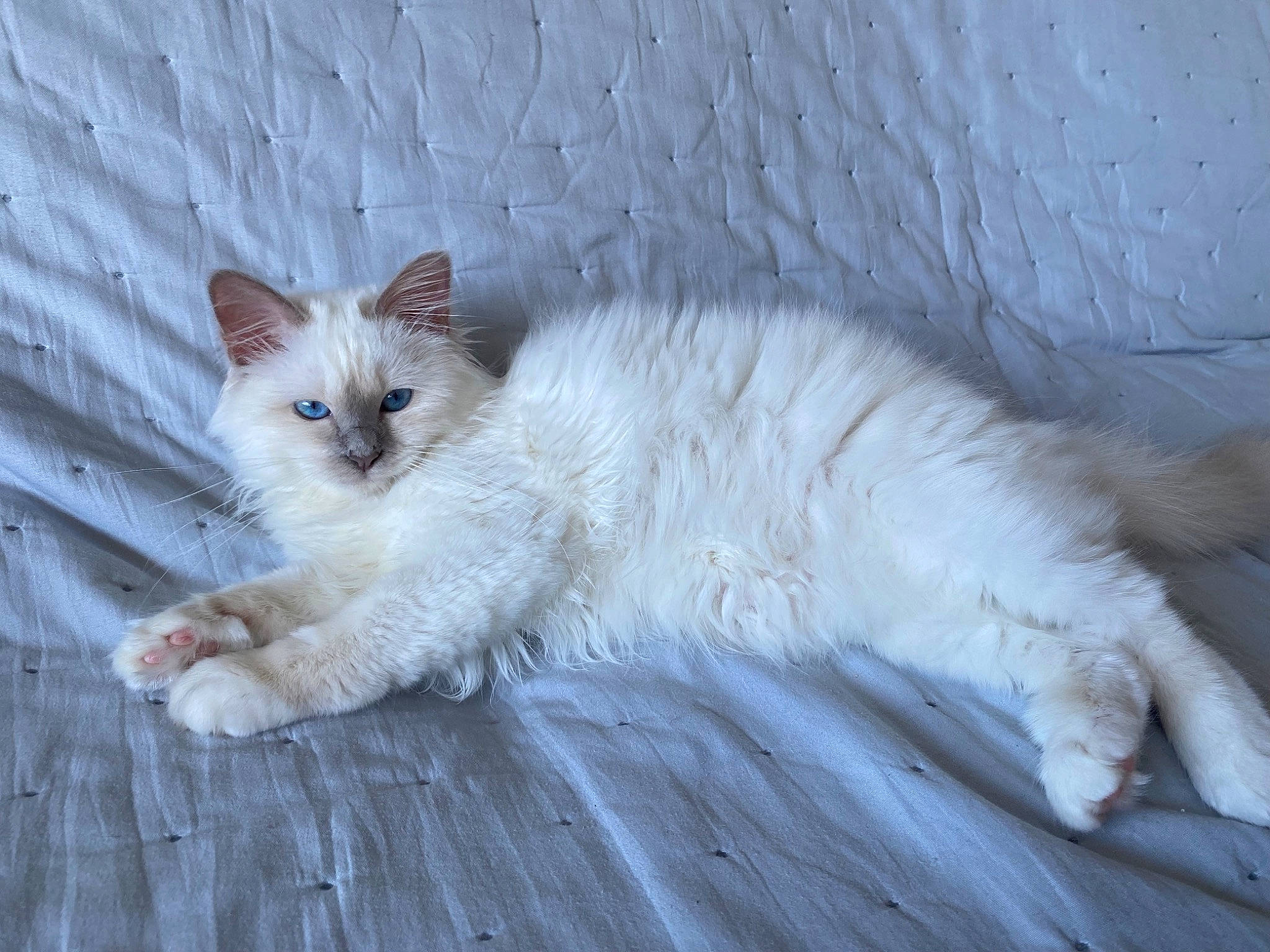 Umi participe au concours pour gagner de l'argent avec cette photo : carnivore, cat, claw, comfort, domestic_short_haired_cat, felidae, foot, fur, paw, sitting, small_to_medium_sized_cats, tail, terrestrial_animal, whiskers