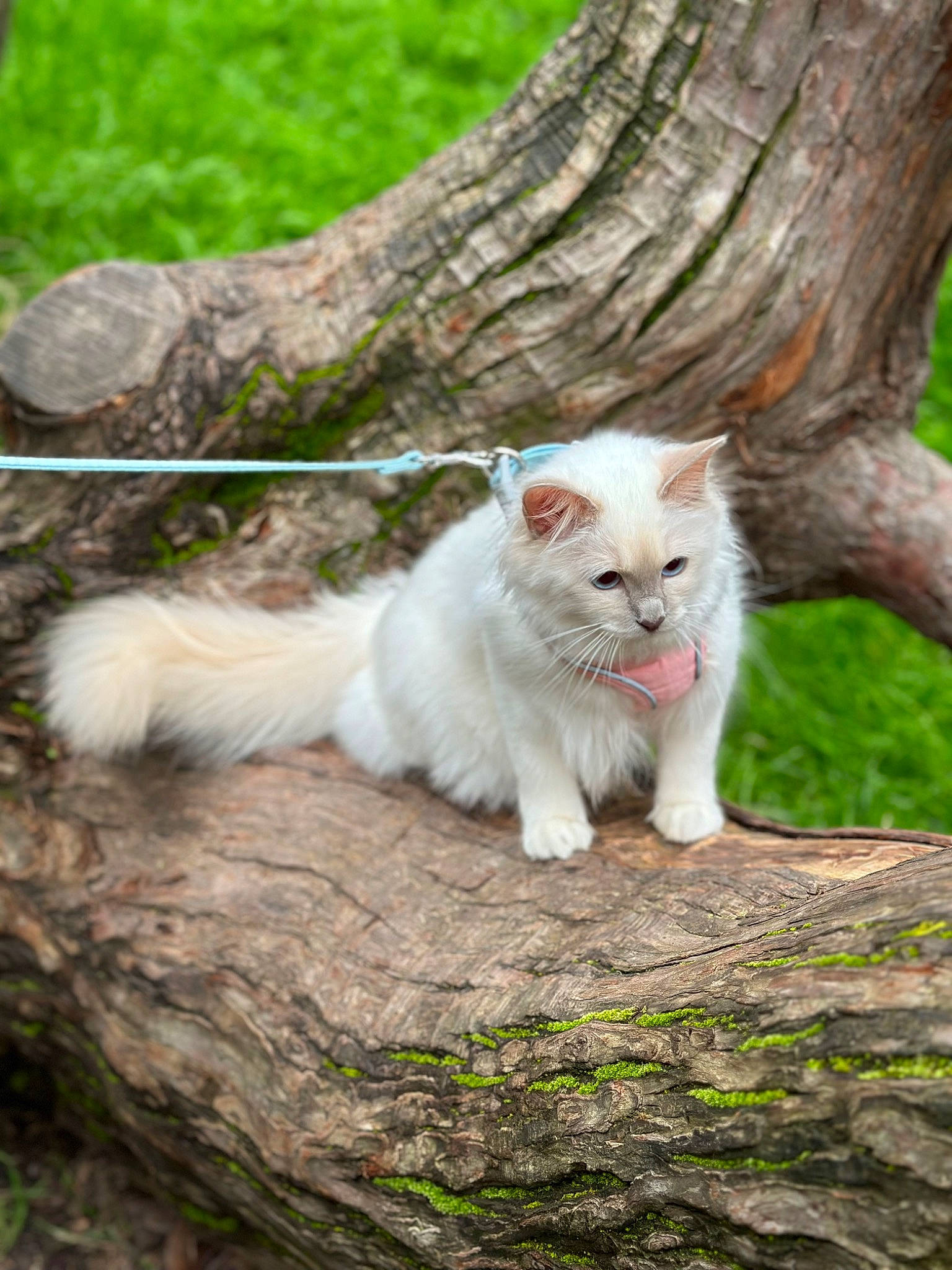 Umi a rejoint le concours — aidez-le/la à gagner de superbes lots ! carnivore, cat, eye, fawn, felidae, fur, grass, groundcover, mammal, plant, sitting, small_to_medium_sized_cats, snout, tail, terrestrial_animal, tree, trunk, whiskers, wildlife, wood