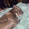 Lil Mama is registered to the contest to win money with this photo: dog, sleeping, blanket, brown, indoor, cozy, pet, fur, resting, collar, comfortable, home, furniture, relaxation, paw, domestic_animal, mammal, canine, quiet, nap