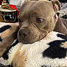 Lil Mama joined the competition — help win amazing prizes! dog, brown_dog, close_up, blanket, indoor, pet, resting, fur, animal, cozy, cute, canine, comfort, relaxation, bedroom, soft_texture, household, furniture, ears, nose