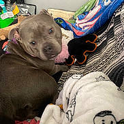 Lil Mama is registered to the contest to win money with this photo: dog, pet, blanket, toy, indoor, cozy, furniture, fabric, purple_collar, stuffed_toy, grey_dog, soft_texture, home, comfort, resting, animal, cute, looking_back, multicolor, relaxation