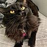 Ashe joined the competition — help win amazing prizes! cat, black_cat, fluffy, yellow_eyes, pet, indoor, bed, blanket, collar, name_tag, feline, animal, cute, fur, whiskers, domestic_cat, looking_up, resting, soft, close_up