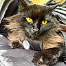 Ashe joined the competition — help win amazing prizes! cat, black_cat, yellow_eyes, fluffy_fur, pet, close_up, indoor, animal, feline, portrait, resting, carrier, fabric, texture, relaxed, fur, whiskers, ears, paw, mystical