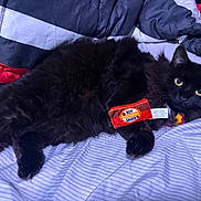 Ashe joined the competition — help win amazing prizes! cat, black_cat, pet, toy, bed, blanket, comforter, striped_sheets, yellow_eyes, fur, claws, lying_down, indoor, cozy, cute, animal, domestic, playful, relaxed, soft