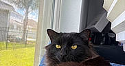 Ashe is registered to the contest to win money with this photo: cat, black_cat, yellow_eyes, fluffy, window, windowsill, mesh_screen, indoor, daylight, green_grass, tree, blinds, relaxed, pet, animal, feline, domestic_cat, sunlight, home, gazing