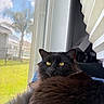 cat, black_cat, yellow_eyes, fluffy, window, windowsill, mesh_screen, indoor, daylight, green_grass, tree, blinds, relaxed, pet, animal, feline, domestic_cat, sunlight, home, gazing
