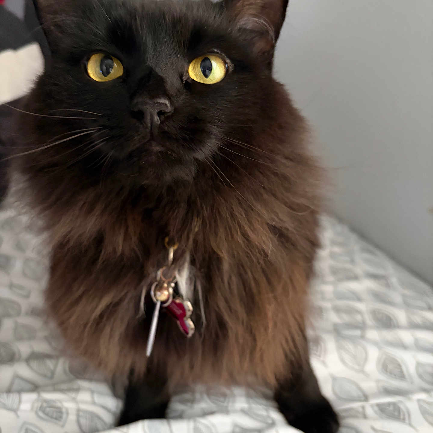 Ashe is registered to the contest to win money with this photo: cat, black_cat, fluffy_fur, golden_eyes, collar, tags, bedspread, patterned_bedspread, indoor, pet, feline, close_up, curious, sitting, whiskers, ears, portrait, animal, domestic_animal, furry