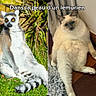 lemur, cat, animal, pet, wildlife, fluffy, fur, blue_eyes, yellow_eyes, ring_tail, sitting, lying_down, outdoors, indoors, grass, plants, wood_floor, rug, comparison, text_overlay