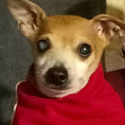 Flash joined the competition — help win amazing prizes! dog, small_dog, red_shirt, close_up, pet, indoor, canine, animal, ears, face, fur, portrait, looking_at_camera, one_eye_cloudy, muzzle, domestic_animal, companion, cute, blurry, soft_lighting