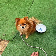 Nevaeh is registered to the contest to win money with this photo: dog, small_dog, fluffy, brown, sitting, leash, foot, toenails, tattoo, bowl, green_turf, outdoor, pet, animal, grass, paw, fur, companion, waiting, cute