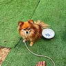 dog, small_dog, fluffy, brown, sitting, leash, foot, toenails, tattoo, bowl, green_turf, outdoor, pet, animal, grass, paw, fur, companion, waiting, cute